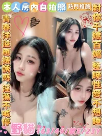 雲林定點茶-野貓